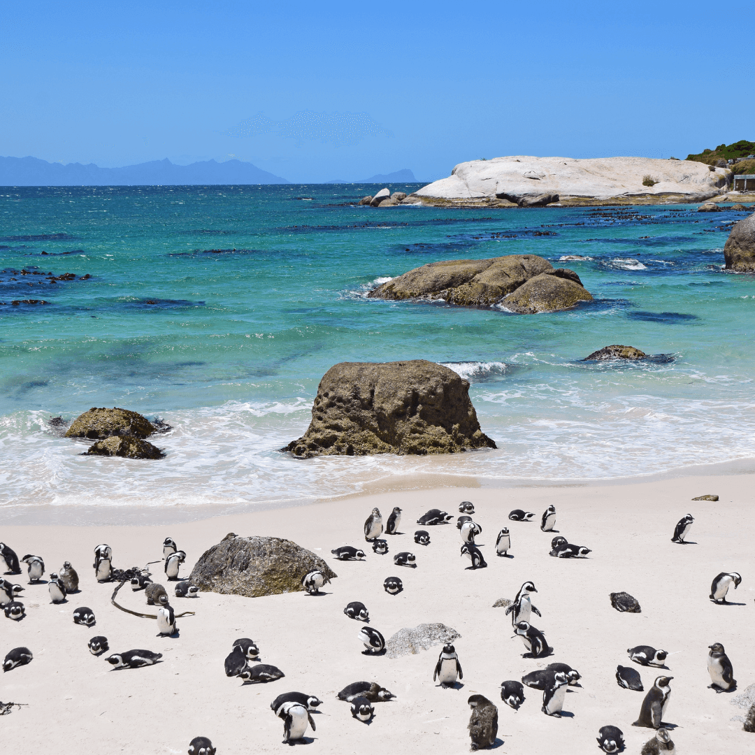 Boulders Beach — African penguin colony near Simon's Town