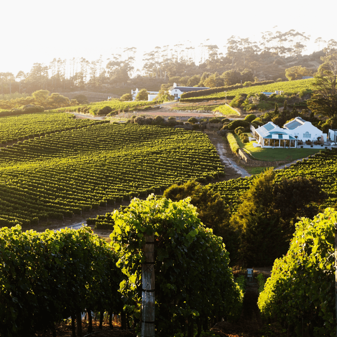Constantia Winelands — Cape Town's historic wine valley