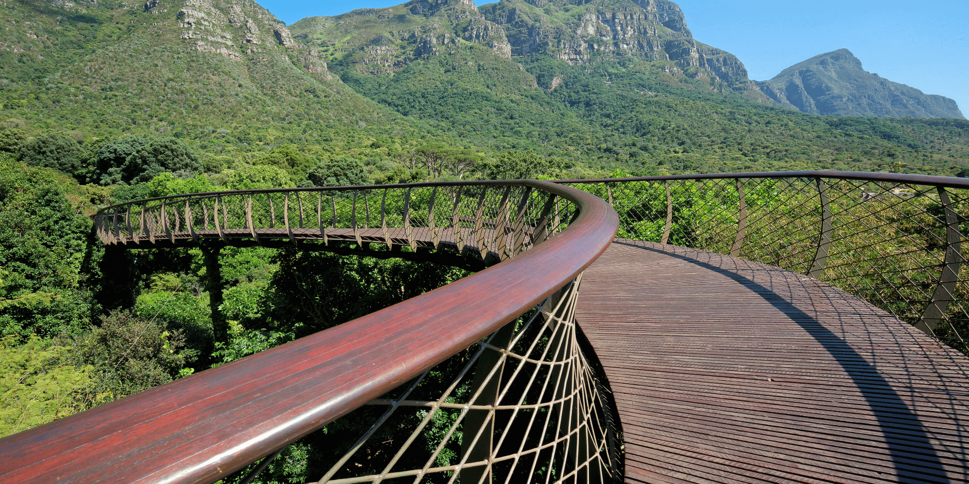 Kirstenbosch Gardens — Tree canopy walkway beneath Table Mountain